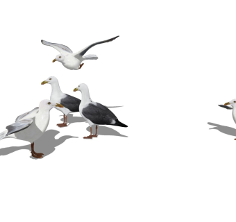 精品动物模型 海鸥